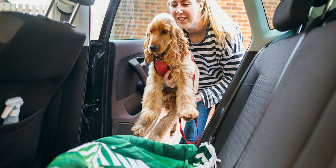 Caring Pet Transport Service across South Africa