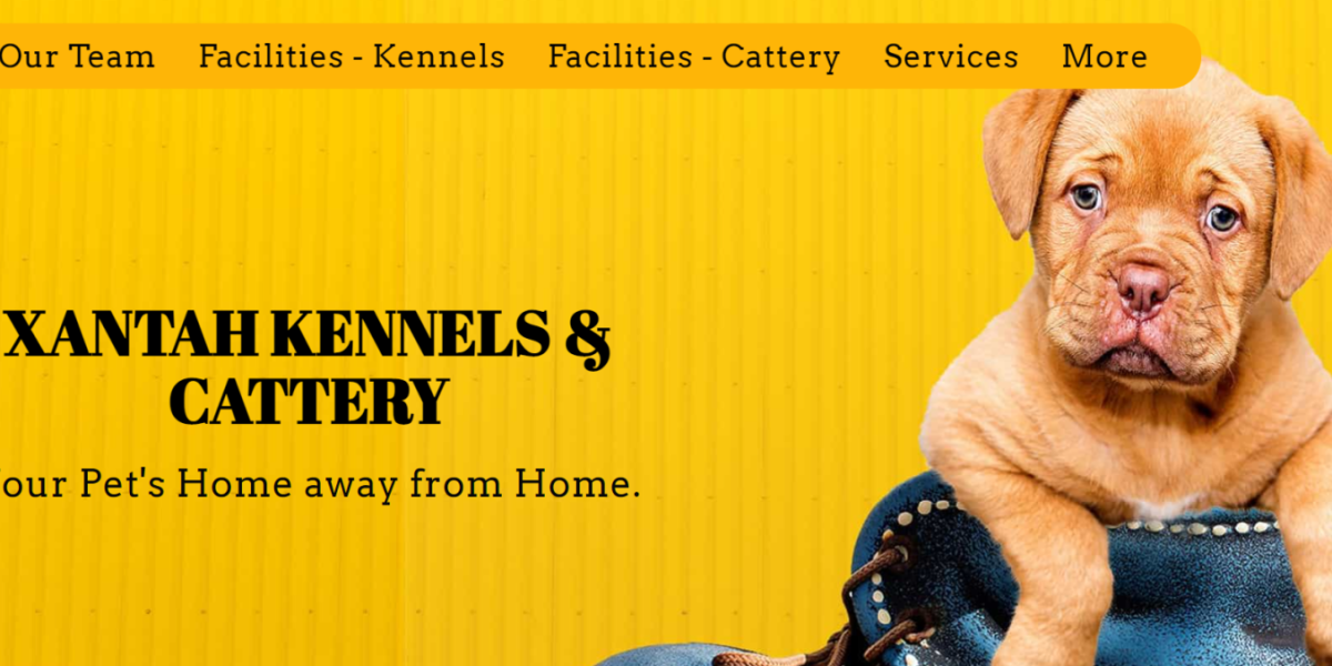 Top Cattery Near Me Make Moving StressFree for your Cat