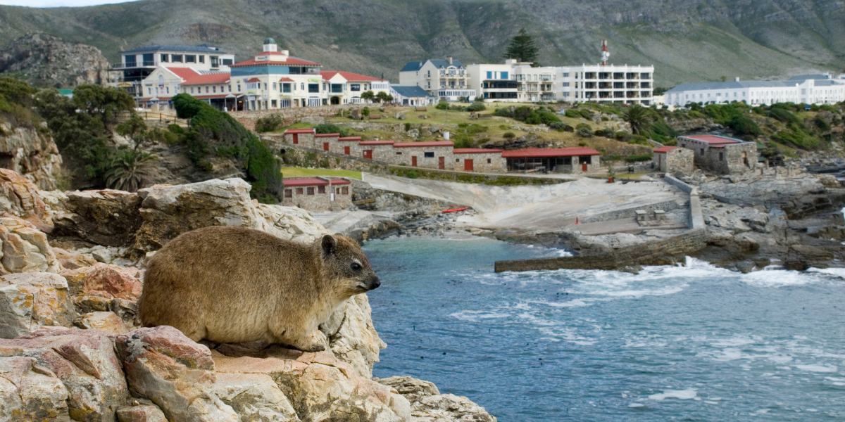 Hermanus Whale Watching