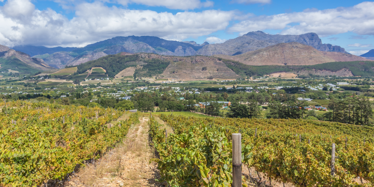 Wine Valley Cape Town