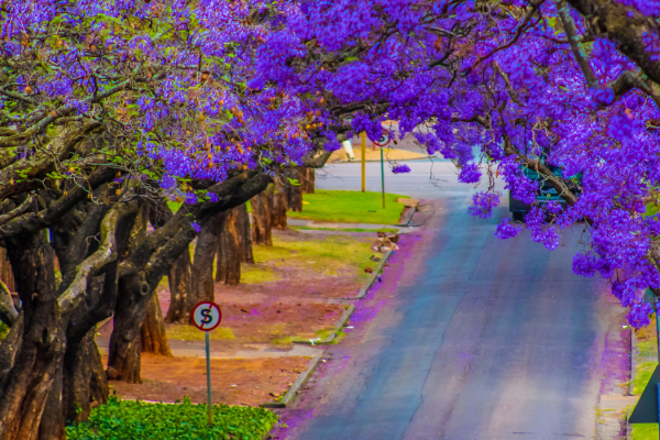 Navigate seasonal allergies in South Africa