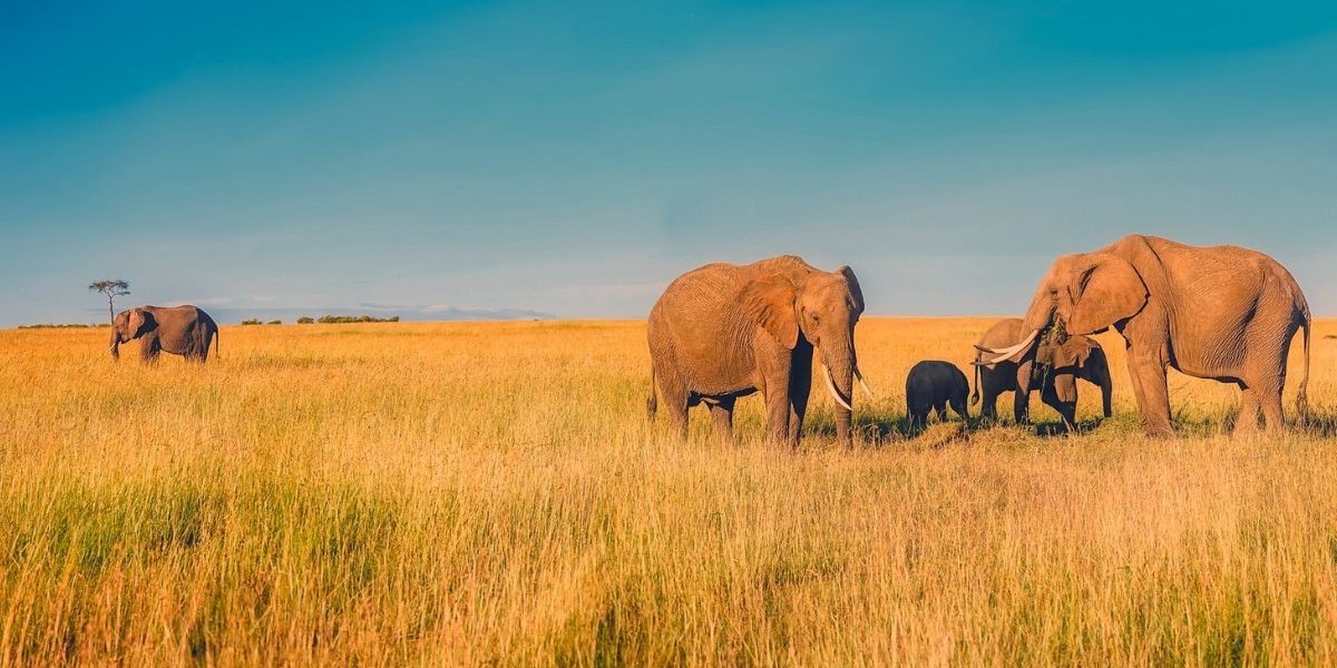 Best Places to Live in South Africa Bushveld