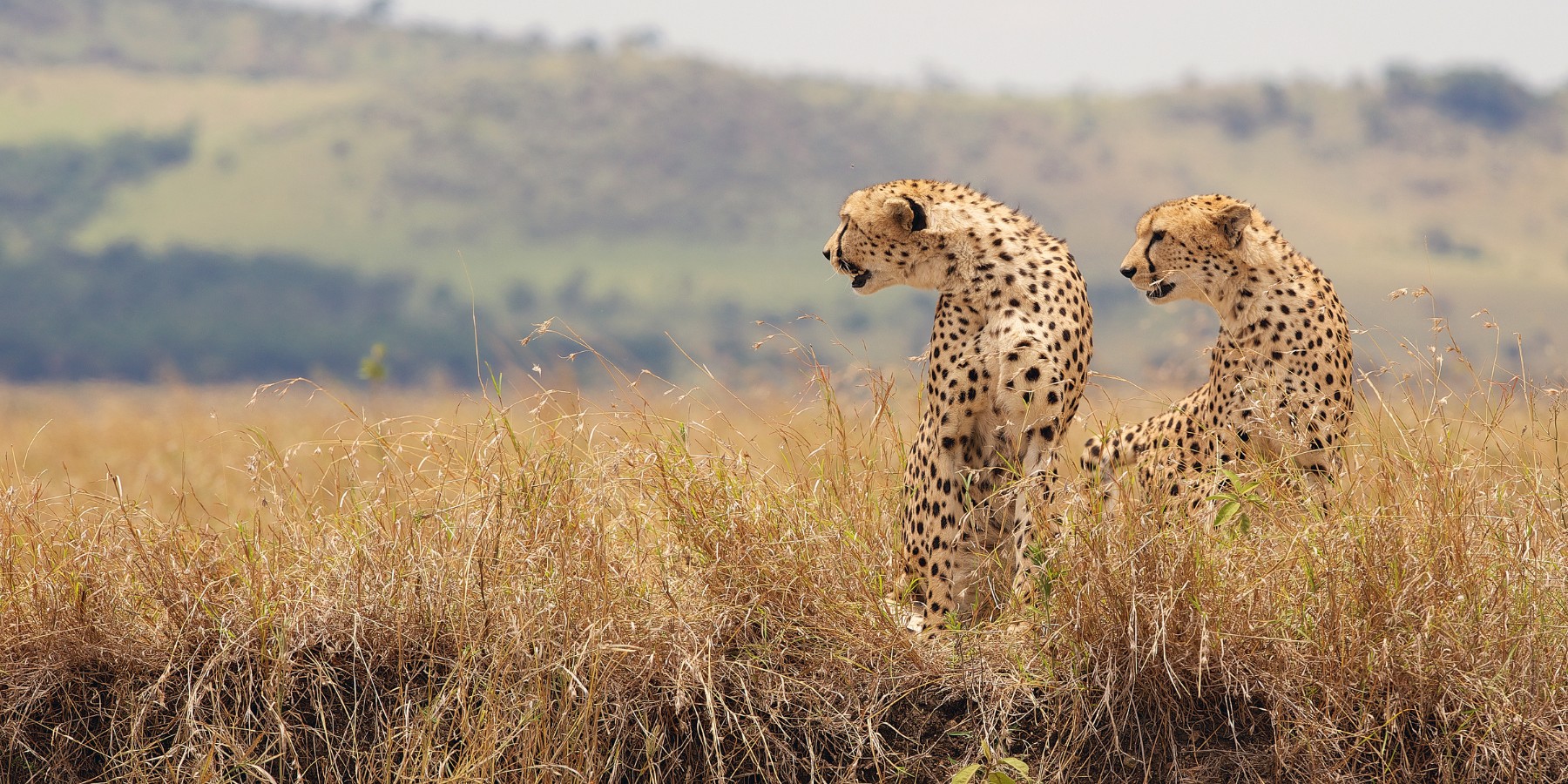 Ultimate Guide to South Africa's National Parks Ultimate Guide to South Africa's National Parks