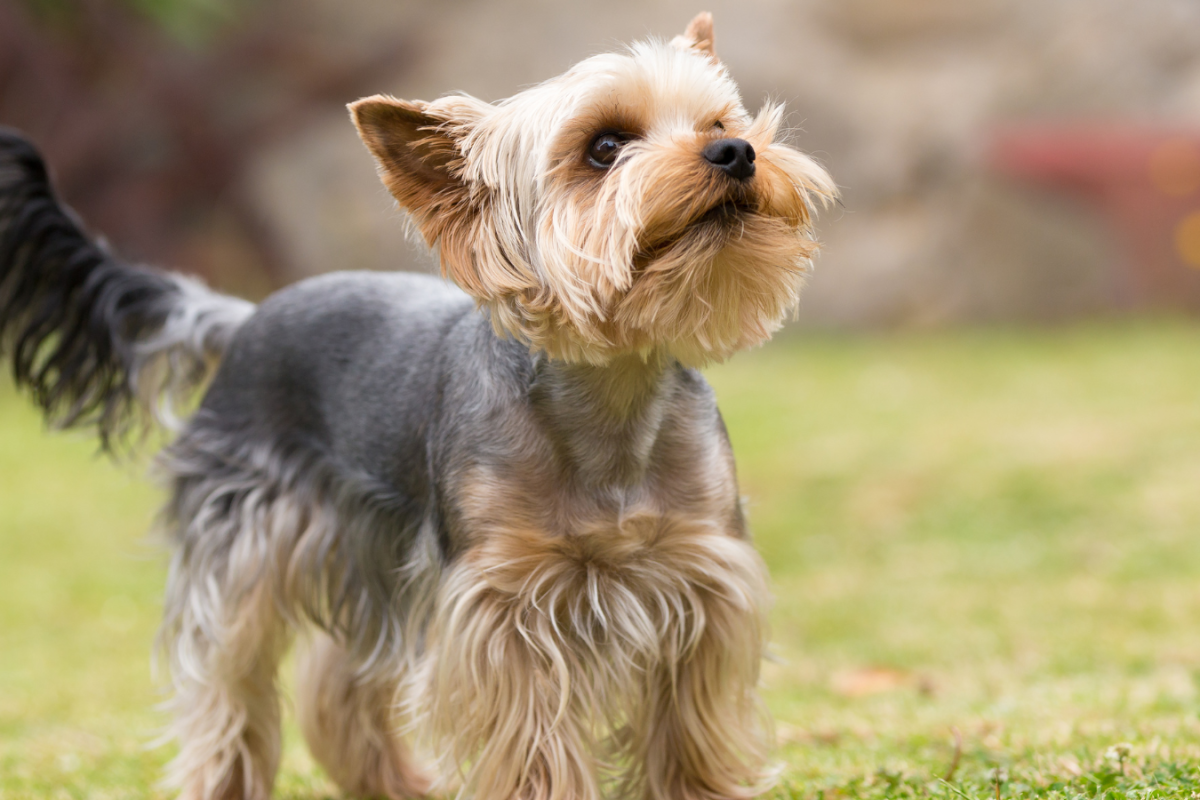 SA Yorkie Rescue: Saving Lives One Precious Paw at a Time