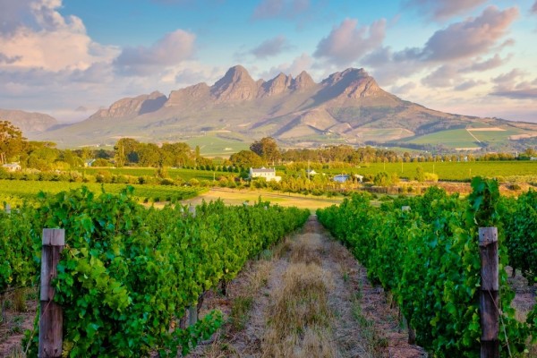 Complete Guide to the Cape Winelands