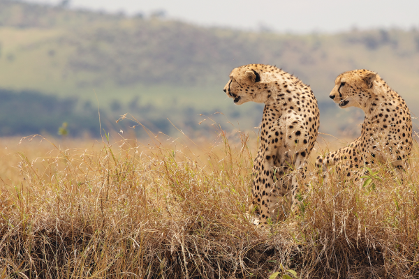 Ultimate Guide to South Africa's National Parks