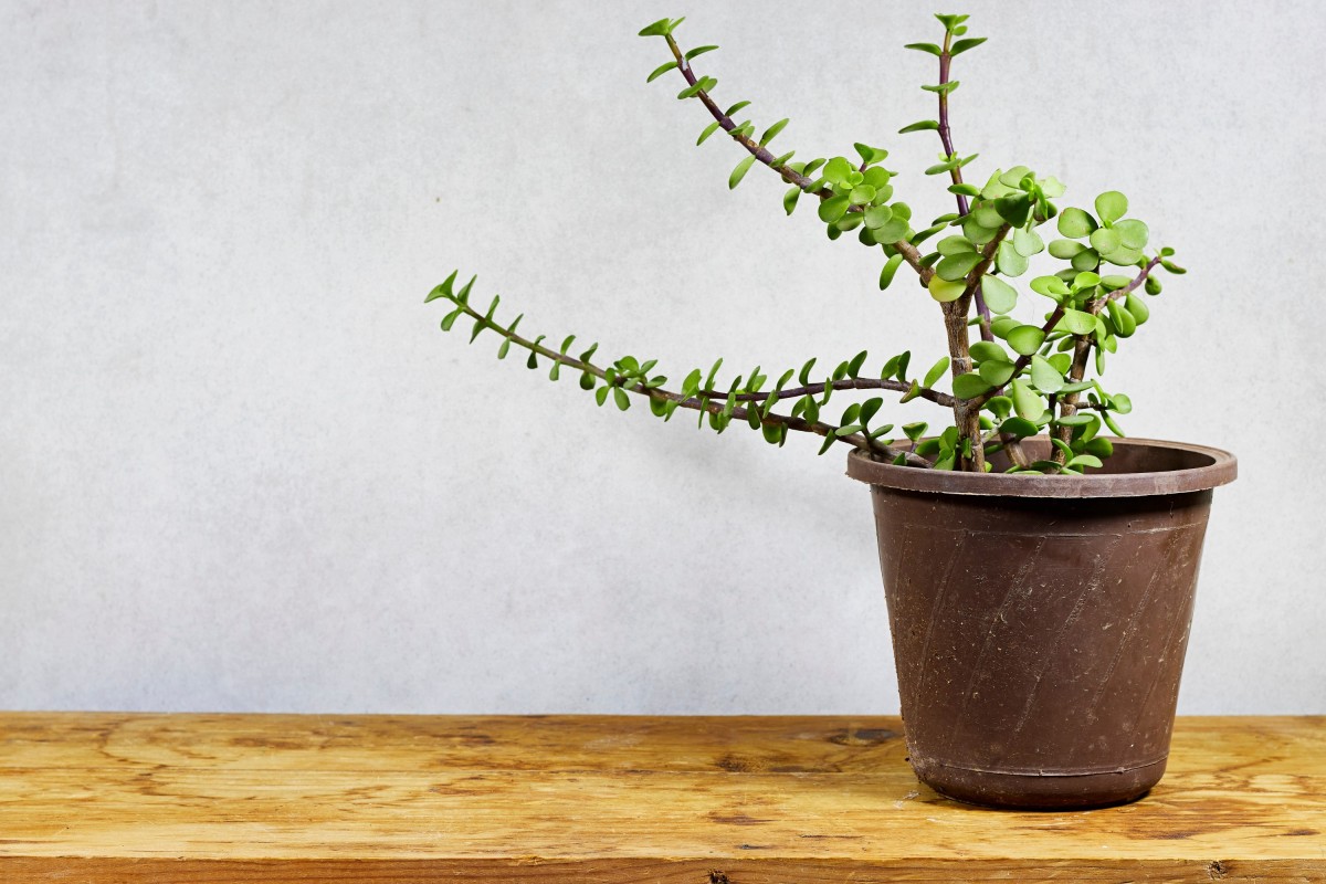Top 8 Native South African Indoor House Plants for Your Home