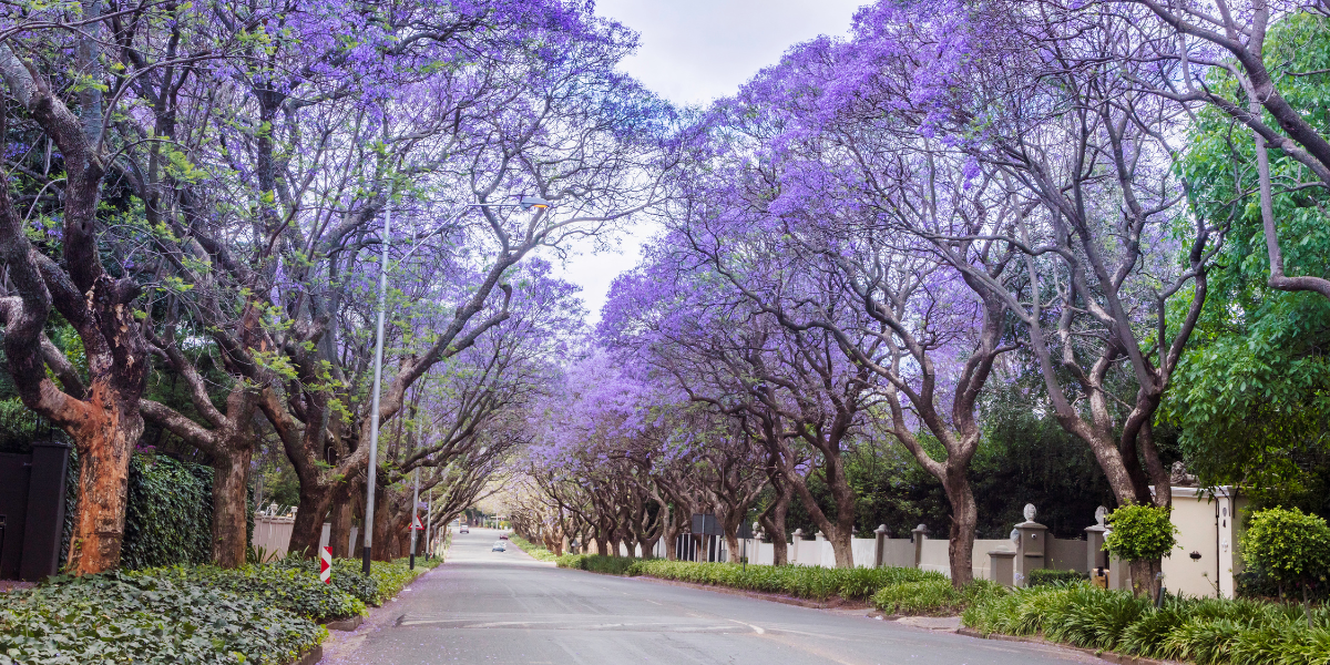 Jacarandas of Johannesburg
