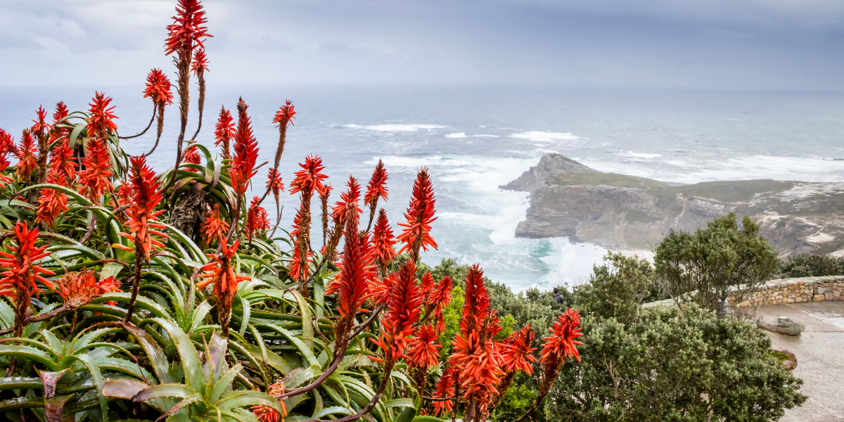 Cape Point Hike