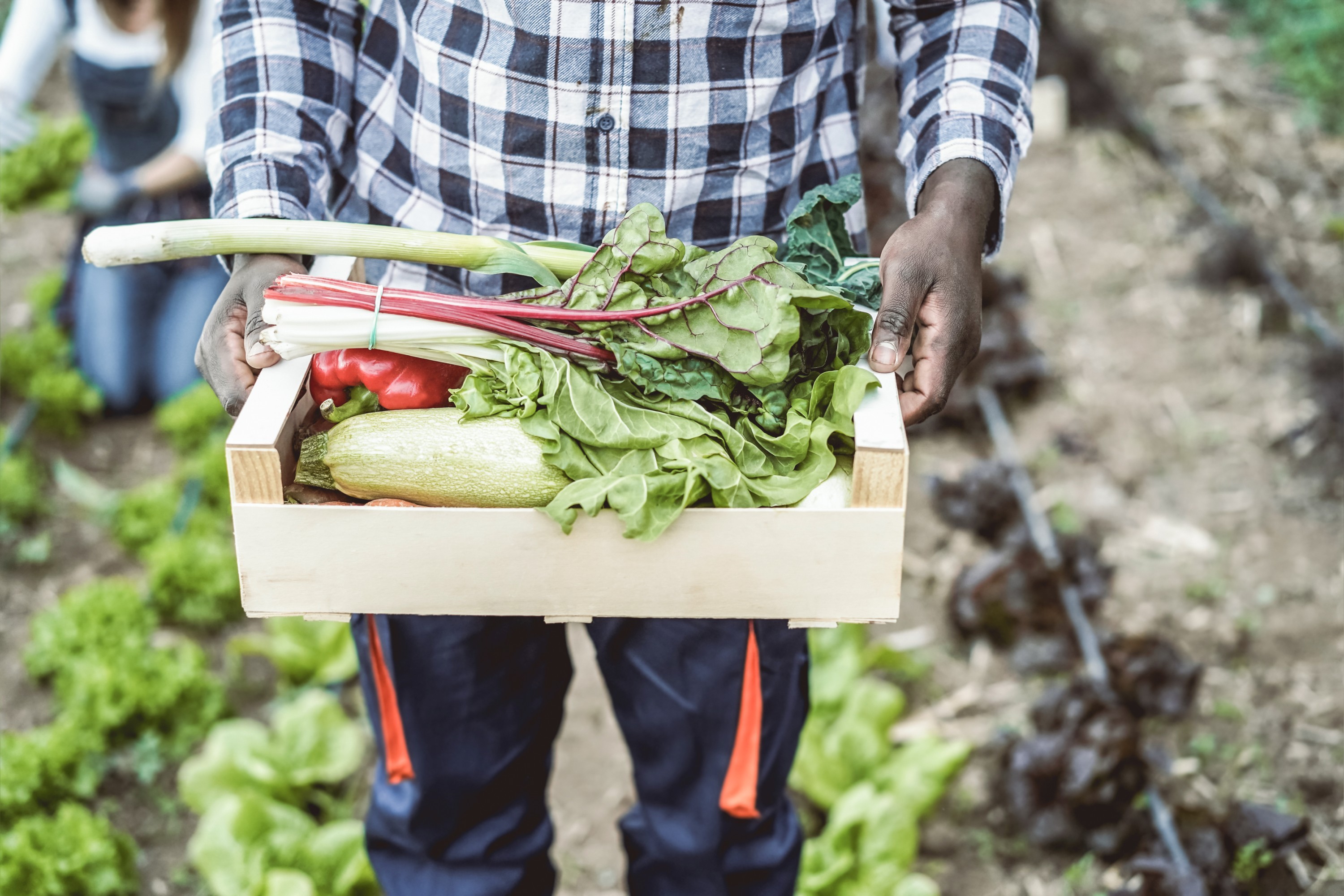 Community food gardens planting hope in South Africa