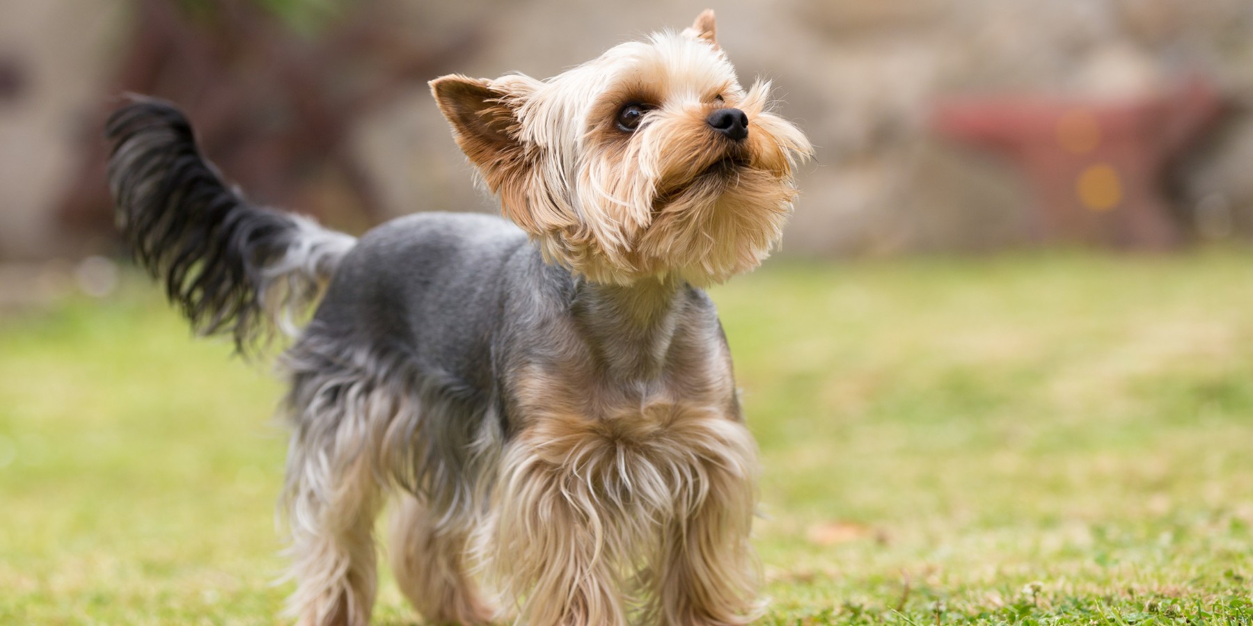 SA Yorkie Rescue: Saving Lives One Precious Paw at a Time SA Yorkie Rescue: Saving Lives One Precious Paw at a Time