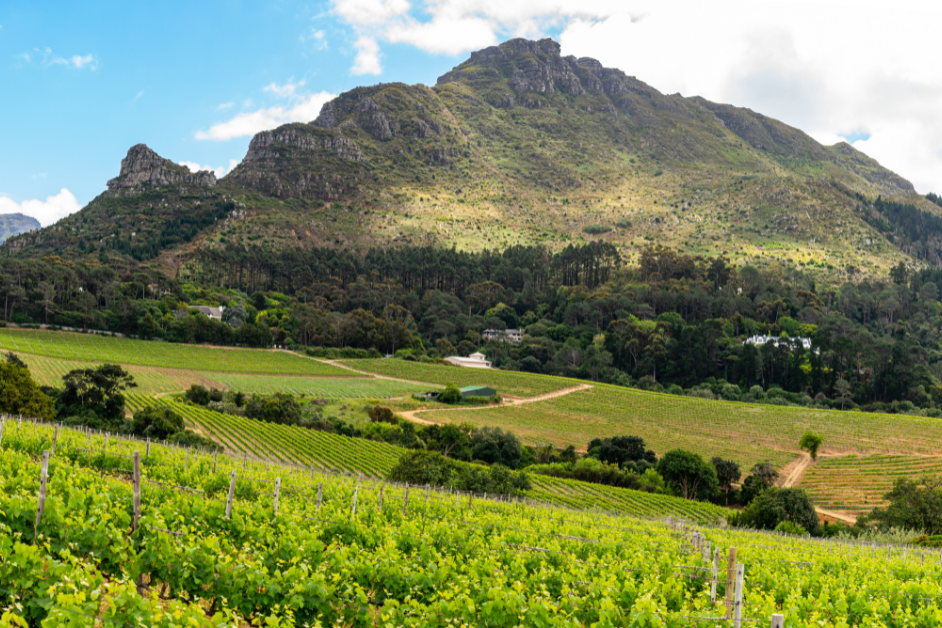 Complete Guide to the Cape Winelands