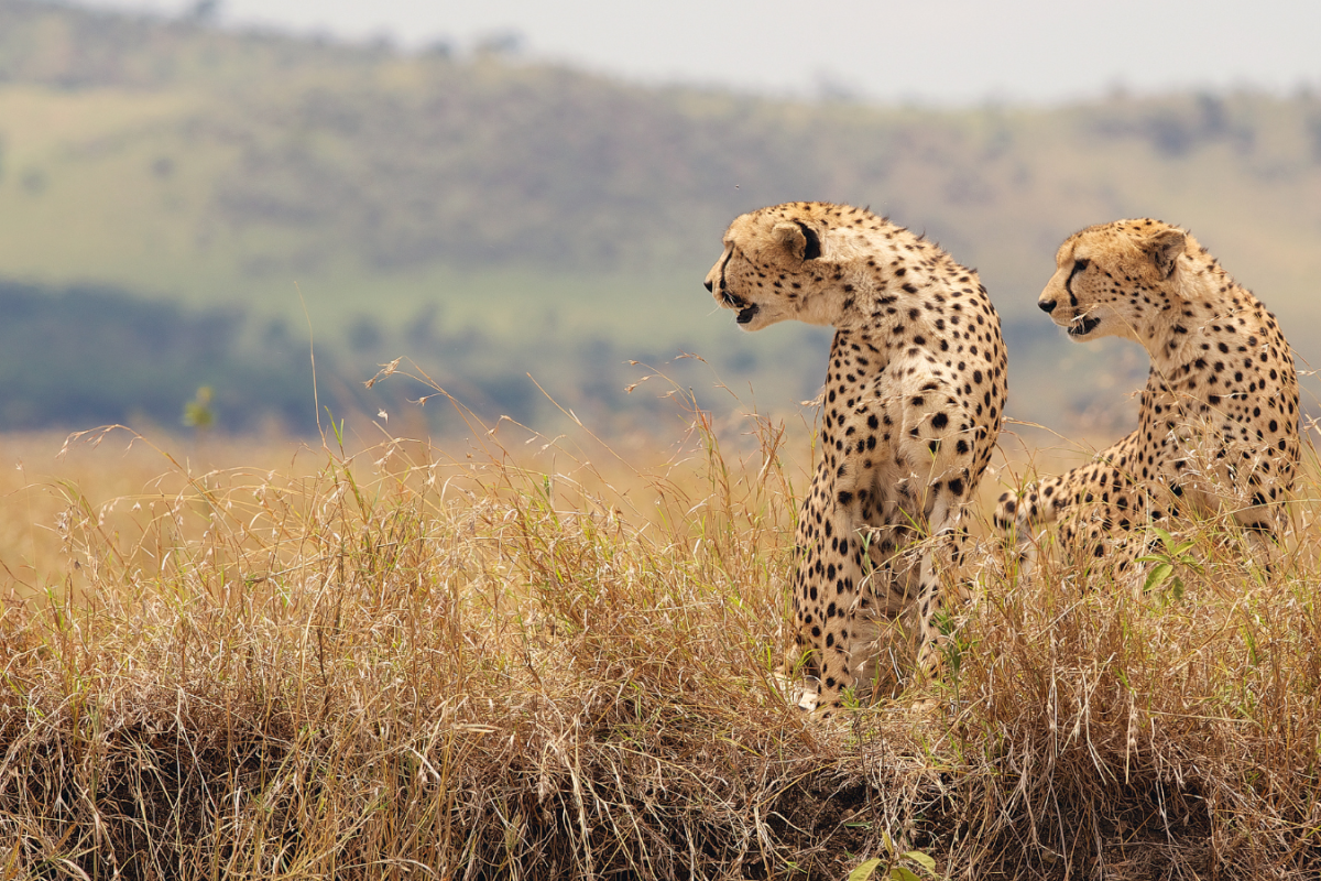 Ultimate Guide to South Africa's National Parks