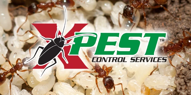 Pest Control Services Pretoria