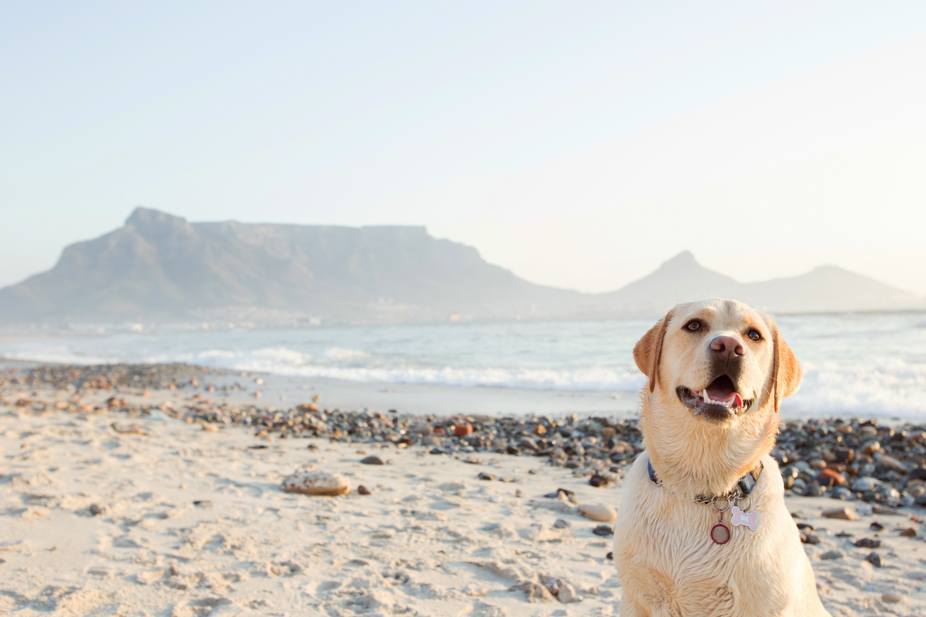 How to register your thoroughbred dog in South Africa