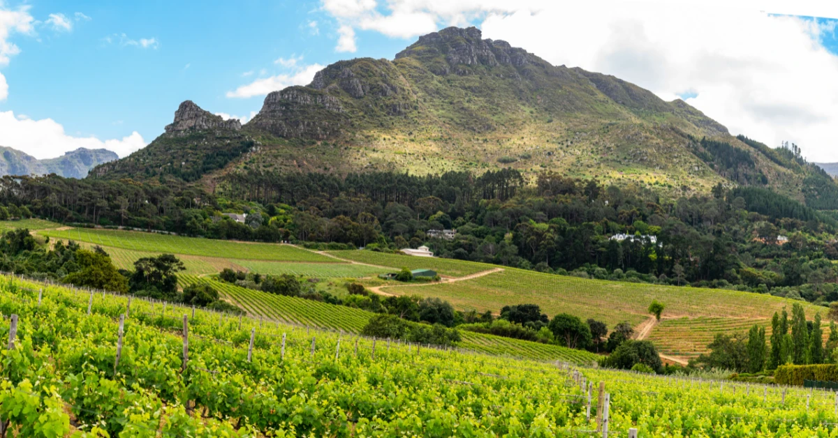 Complete Guide to the Cape Winelands