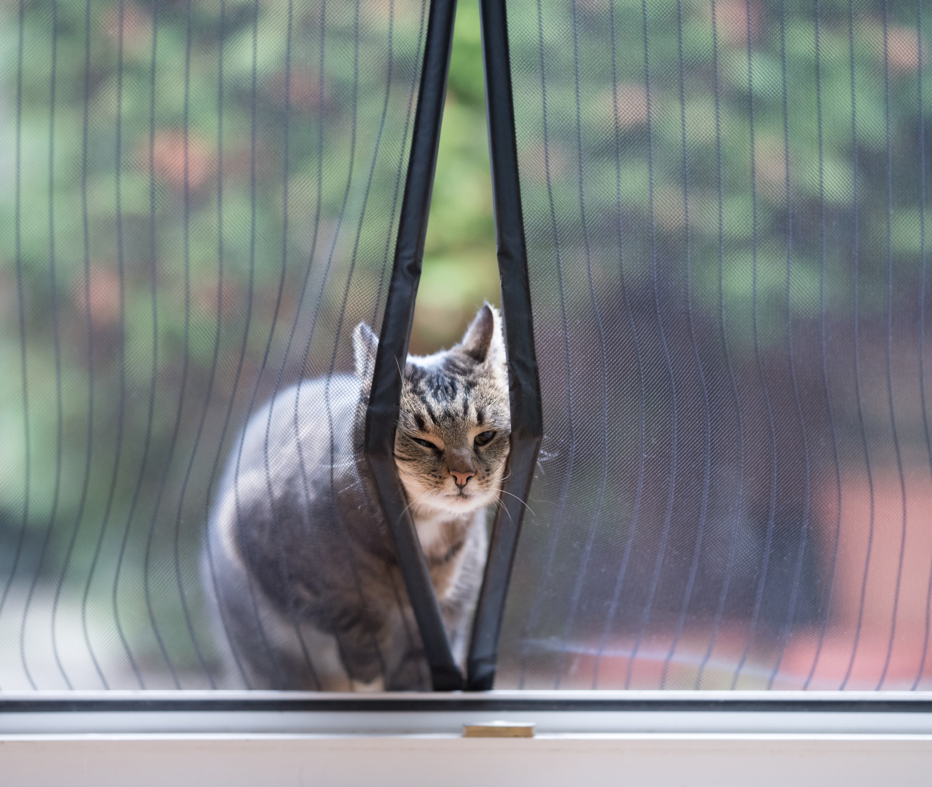 7 Common Household Pests In South Africa 7 Common Household Pests In South Africa