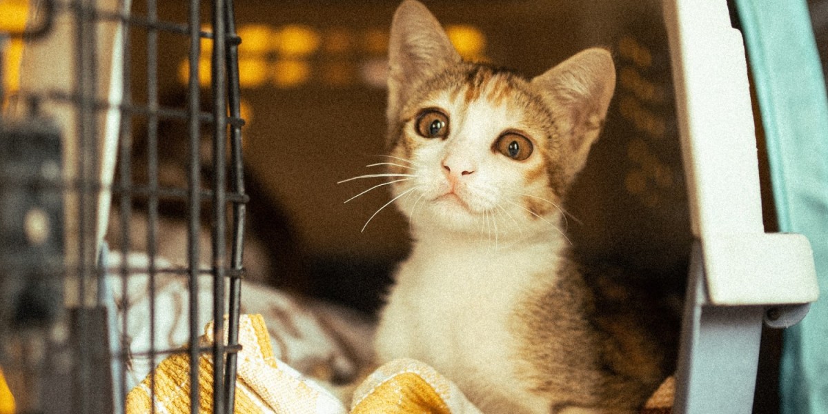 Tips For Moving Pets