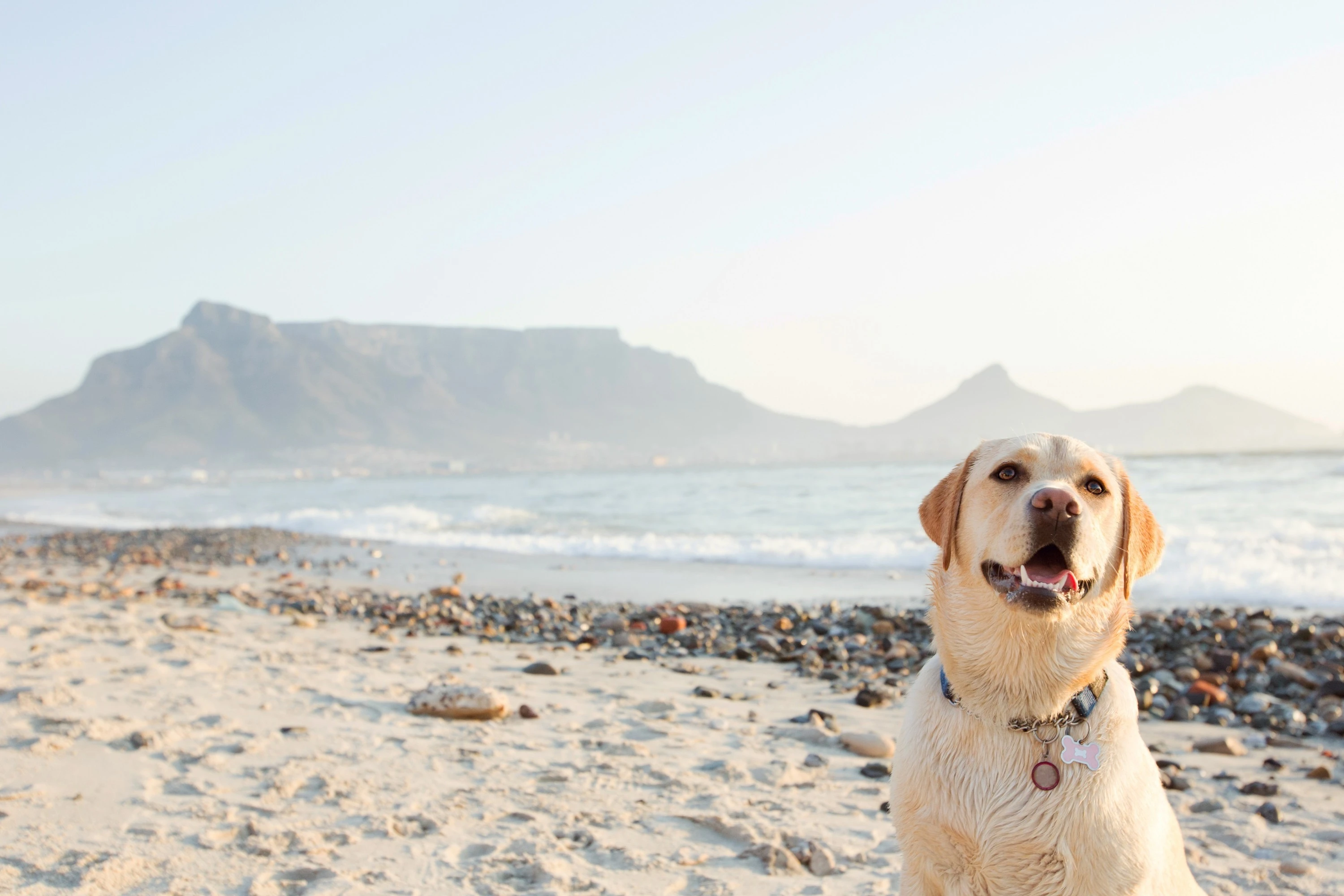 How to register your thoroughbred dog in South Africa