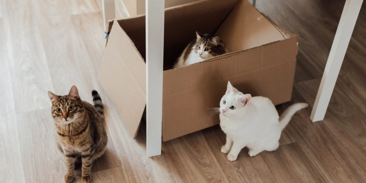 Tips For Moving Pets