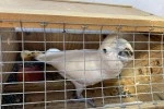 Mover image