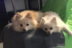 2 x Toy poms