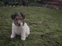 8 weeks old Wired Fox Terrier