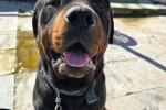 2.5 year old rottweiler