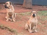 3 year old boerboels