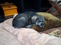 8 week old Giant Schnauzer