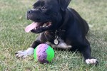 Staffordshire Bull Terrier