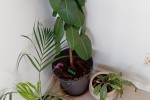 2 bedroom flat move