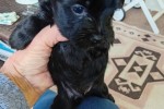 2 month old Yorkshire Terrier