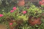 Pot plants