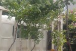 2 Trees