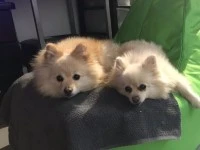 2 x Toy poms