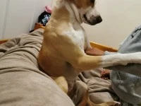 2 doggies, a 5 year old Jack Russel mixed and a 4 year old Labrador mi...