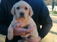 10 week old Labrador puppy