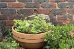 Pot plants