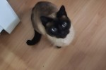 8 year old siamese cat