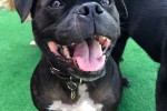 Staffordshire Bull Terrier