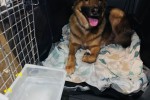 Gsd saluki cross dog