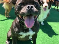 Staffordshire Bull Terrier