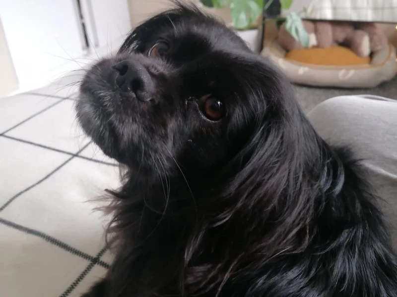 5 year old Pekingese