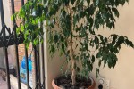 3 bedroom flat move