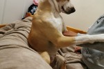 2 doggies, a 5 year old Jack Russel mixed and a 4 year old Labrador mi...