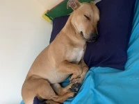 18 month old mixed breed medium