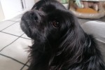 5 year old Pekingese