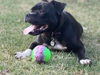 Staffordshire Bull Terrier