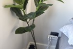 10 boxes, 2 plants